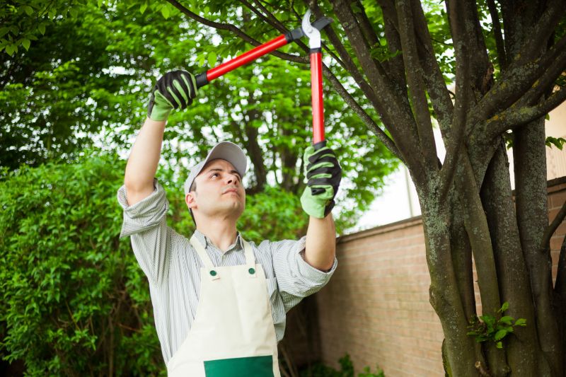 Tree Trimming in Spring