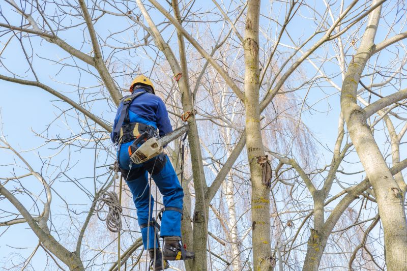 Tree Trimming in Fall