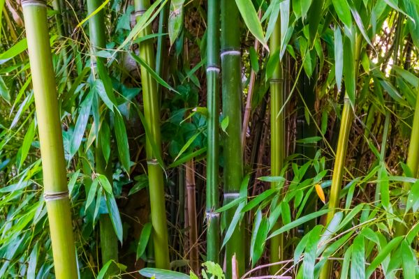 Bamboo Trimming in Fallbrook