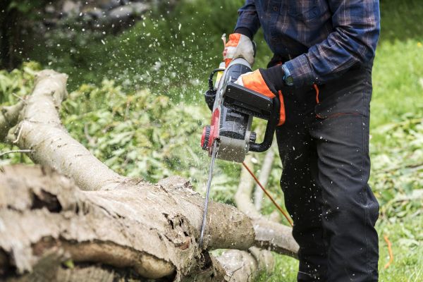 Branch Removal Service in Fallbrook