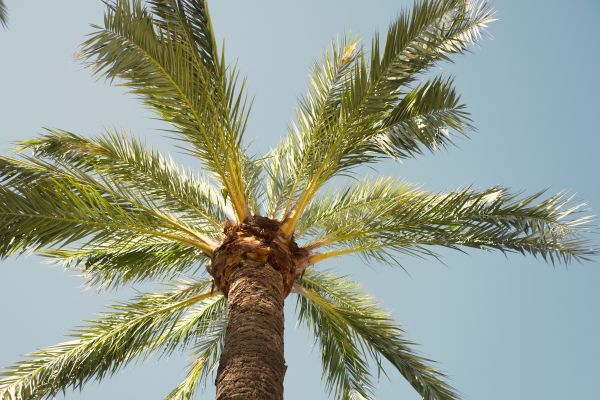 Palm Tree Pruning in Fallbrook