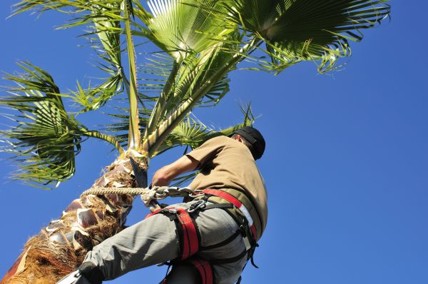 Palm Tree Trimming in Fallbrook