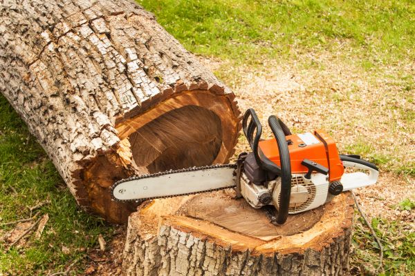 Tree Cutting Service in Fallbrook