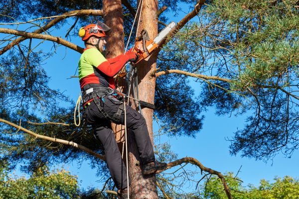 Tree Service in Fallbrook