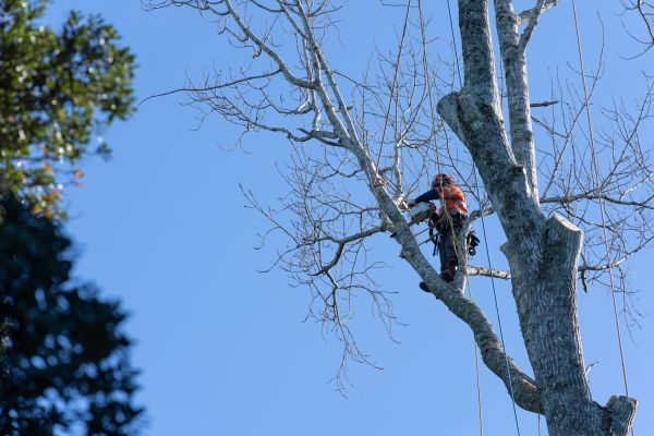 Tree Topping Service in Fallbrook