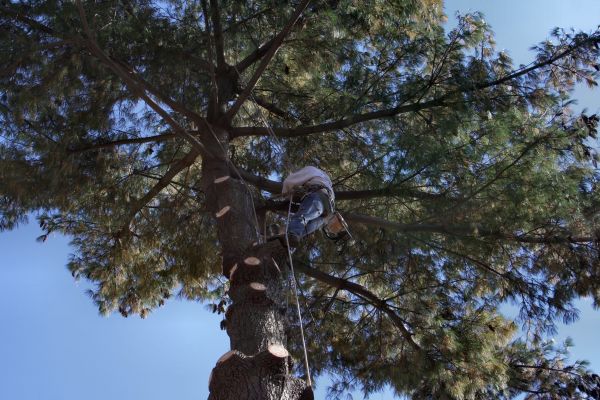 Trimming Service in Fallbrook