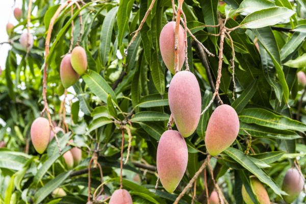 Mango Tree Trimming in Fallbrook