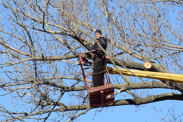 Emergency Tree Trimming in Fallbrook