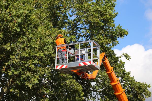 Commercial Tree Service in Fallbrook