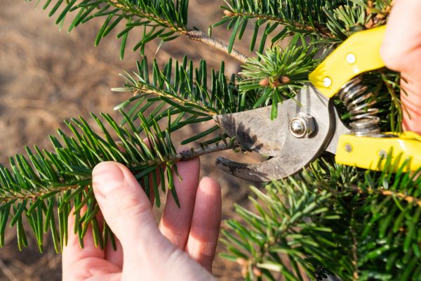 Pine Tree Pruning in Fallbrook