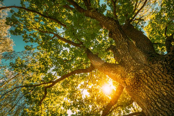 Oak Tree Pruning in Fallbrook