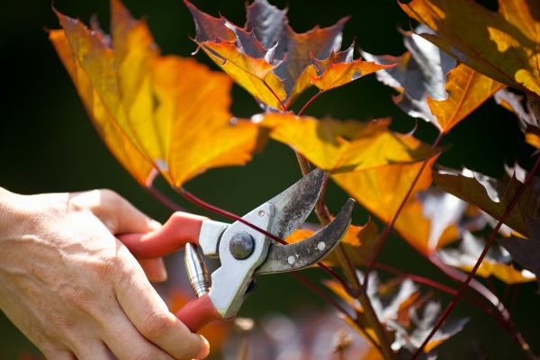 Maple Tree Pruning in Fallbrook