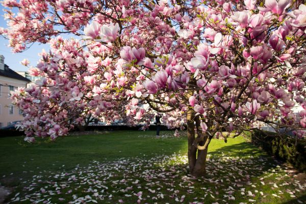 Magnolia Tree Pruning in Fallbrook