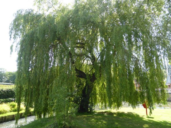 Willow Tree Trimming in Fallbrook