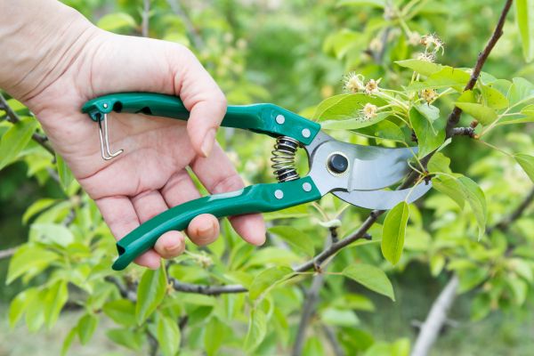Pear Tree Pruning in Fallbrook