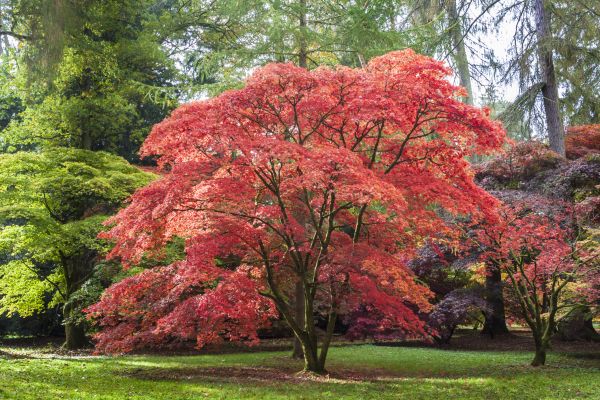 Japanese Maple Pruning in Fallbrook