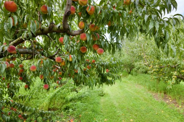 Peach Tree Pruning in Fallbrook