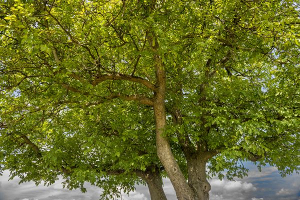 Walnut Tree Trimming in Fallbrook