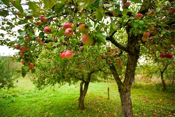 Apple Tree Pruning in Fallbrook