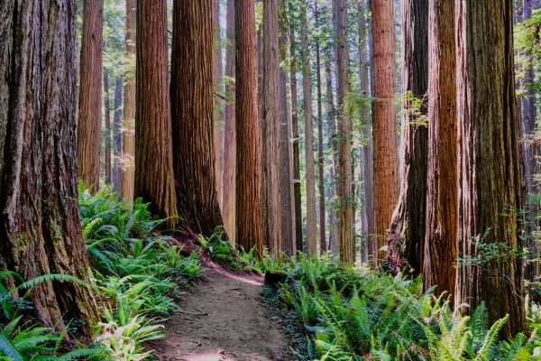 Redwood Tree Trimming in Fallbrook