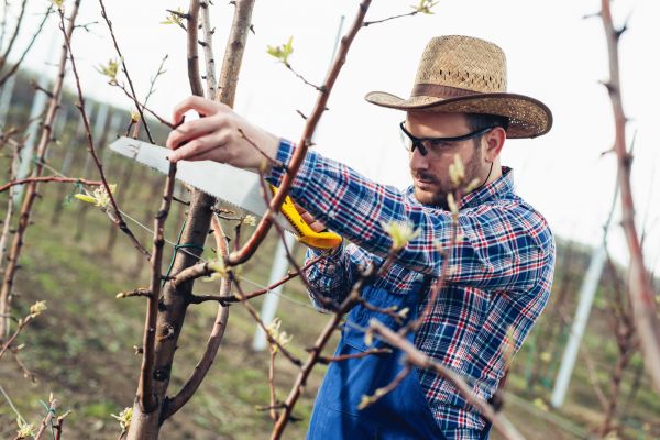 Orchard Tree Pruning in Fallbrook