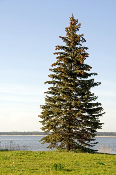 Spruce Tree Pruning in Fallbrook