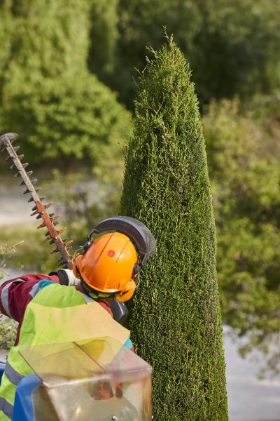Cypress Tree Trimming in Fallbrook