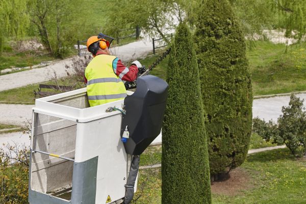 Cypress Tree Pruning in Fallbrook