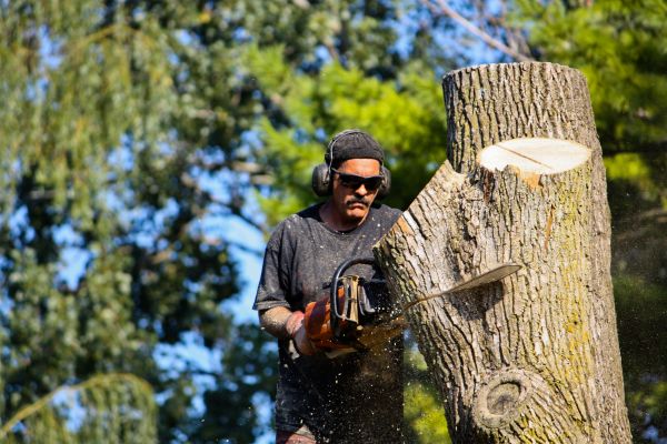 Ash Tree Pruning in Fallbrook