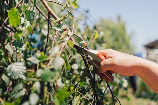 Birch Tree Pruning in Fallbrook