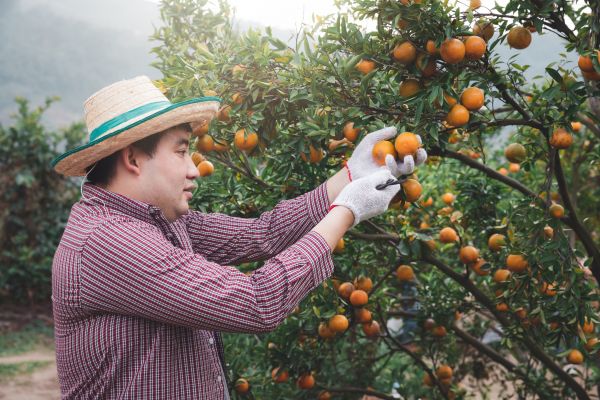 Orange Tree Pruning in Fallbrook