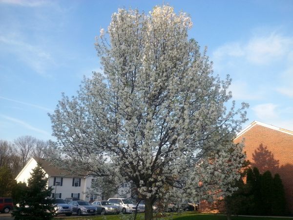 Bradford Pear Tree Pruning in Fallbrook