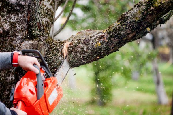 Branch Cutting Service in Fallbrook