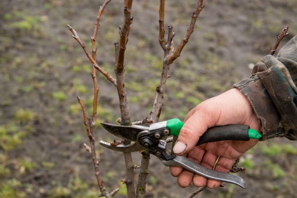 Pear Trees Pruning in Fallbrook