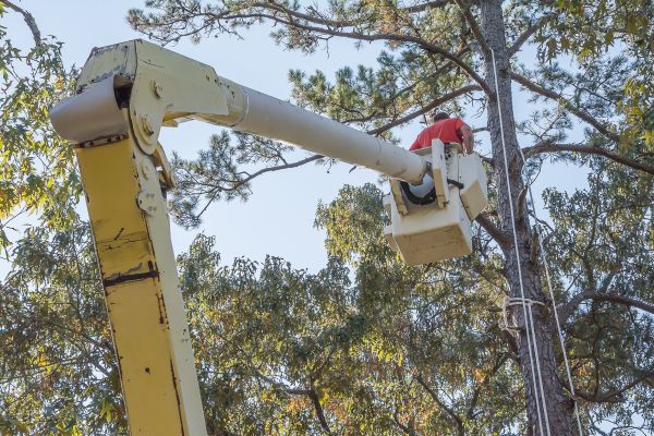 Limbs Trimming in Fallbrook