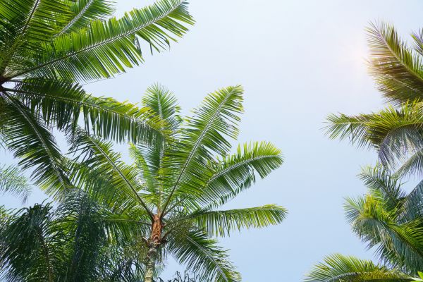 Queen Palm Tree Trimming in Fallbrook