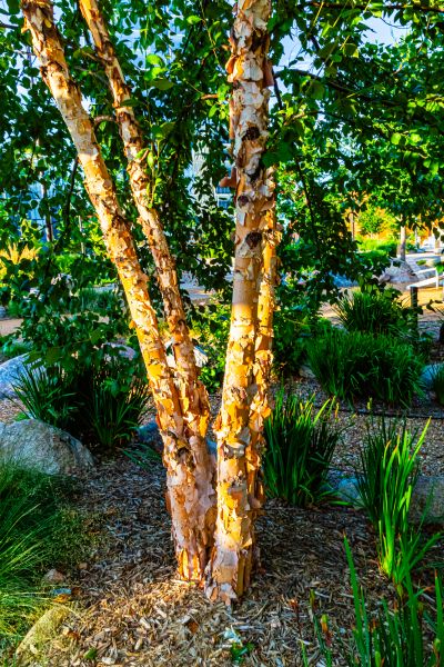 River Birch Trimming in Fallbrook