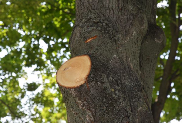 Limb Cutting in Fallbrook