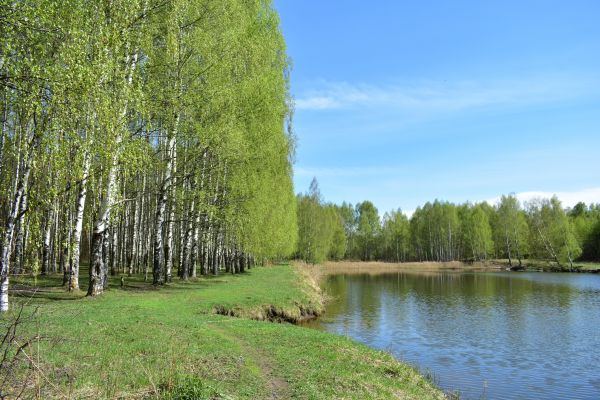 River Birch Pruning in Fallbrook