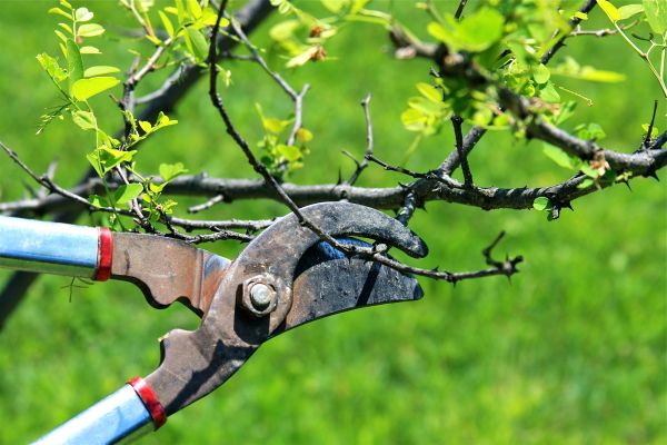 Branches Pruning in Fallbrook