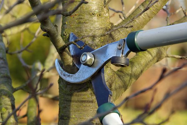Tree Limb Trimming Service in Fallbrook