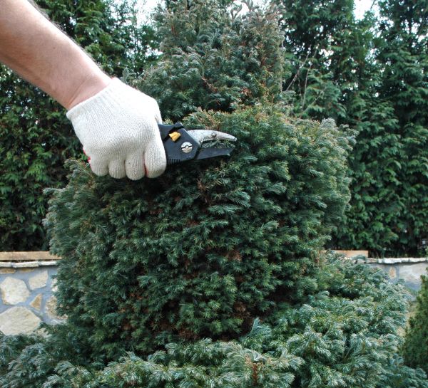Ornamental Tree Trimming in Fallbrook