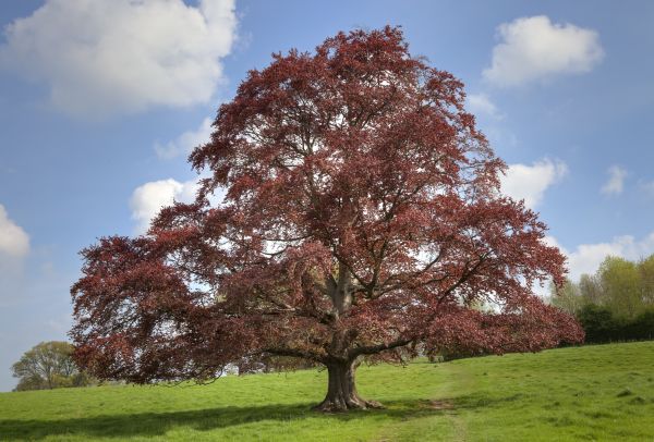 Beech Tree Pruning in Fallbrook