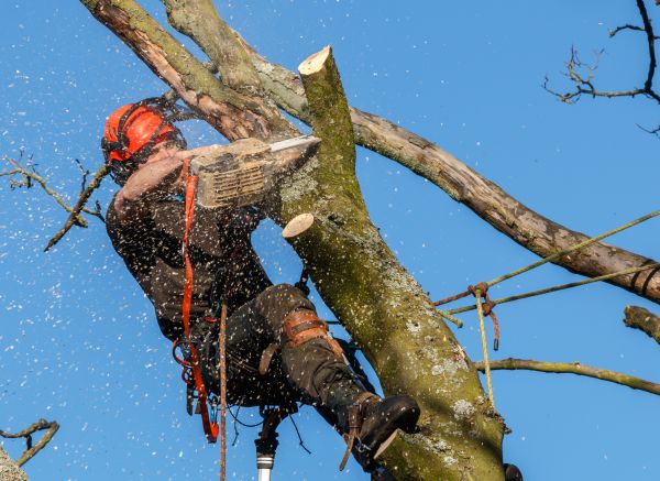 Tree Trimming Service in Fallbrook