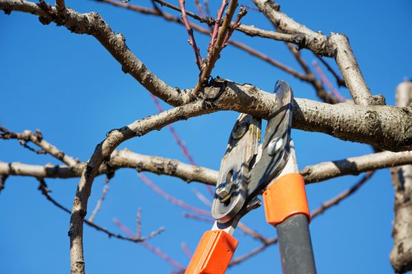 Tree Pruning in Fallbrook