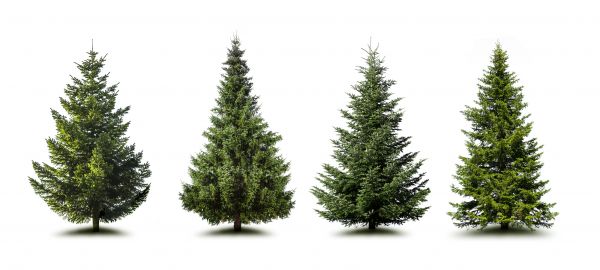 Cost of Pine Tree Trimming in Fallbrook