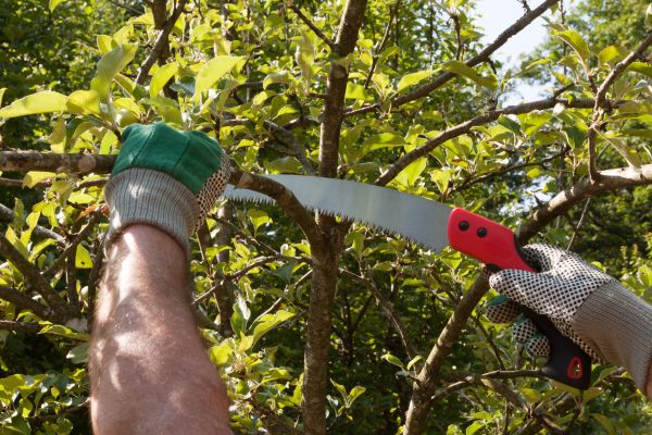 Apple Tree Trimming in Fallbrook